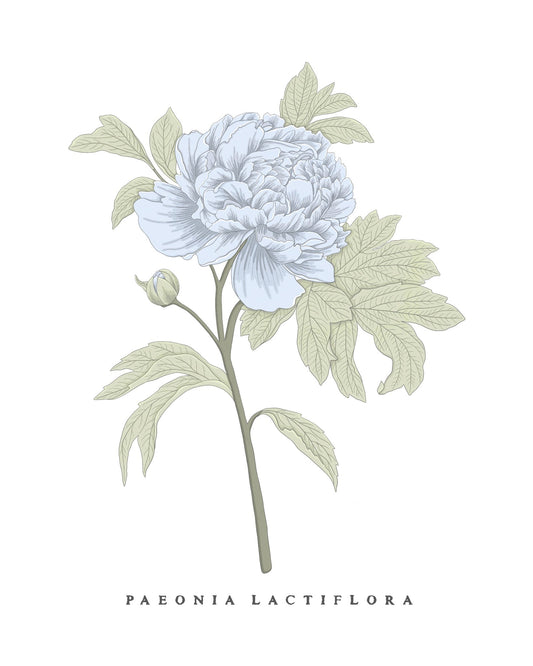 Peony Botanical Fine Art Print by H Potter Blue