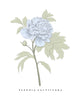 Peony Botanical Fine Art Print by H Potter Blue