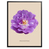Purple Polyantha Rose Botanical Art Print by H Potter