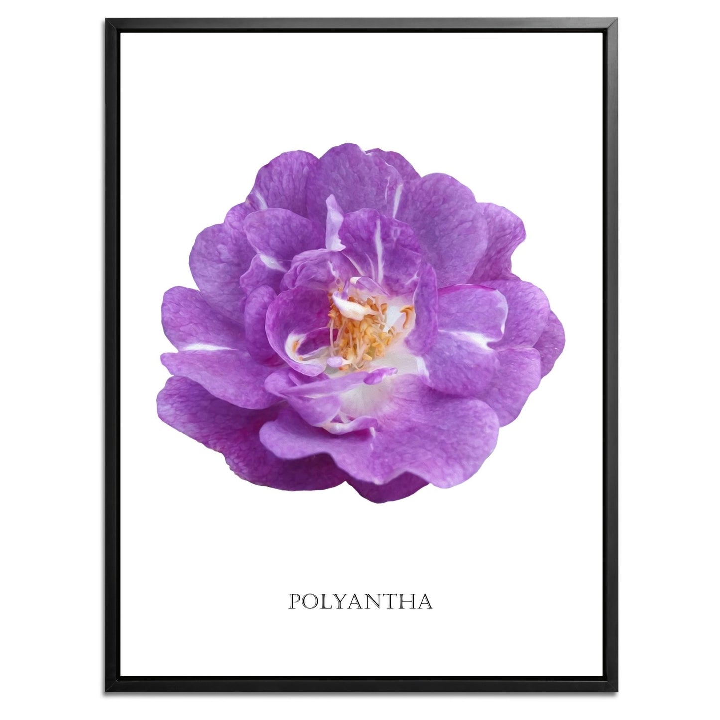 Purple Polyantha Rose Botanical Art Print by H Potter