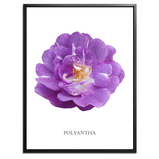 Purple Polyantha Rose Botanical Art Print by H Potter