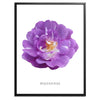 Purple Polyantha Rose Botanical Art Print by H Potter
