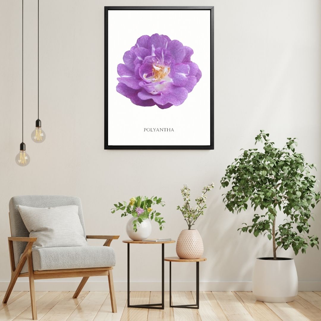 Purple Polyantha Rose Botanical Art Print by H Potter