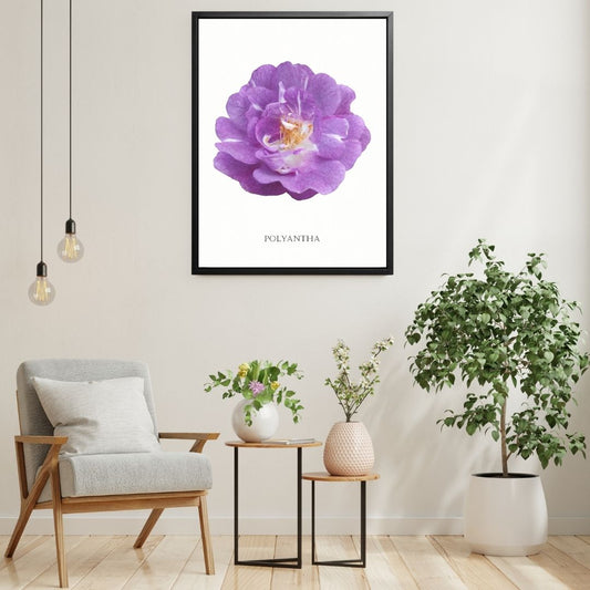 Purple Polyantha Rose Botanical Art Print by H Potter
