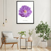 Purple Polyantha Rose Botanical Art Print by H Potter