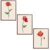 Poppies Set Botanical Fine Art Print by H Potter