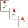Poppies Set Botanical Fine Art Print by H Potter