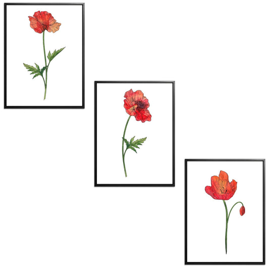 Poppies Set Botanical Fine Art Print by H Potter
