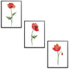 Poppies Set Botanical Fine Art Print by H Potter