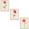 Poppies Set Botanical Fine Art Print by H Potter