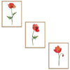 Poppies Set Botanical Fine Art Print by H Potter