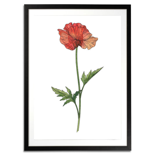 Poppy Botanical Fine Art Print by H Potter 1