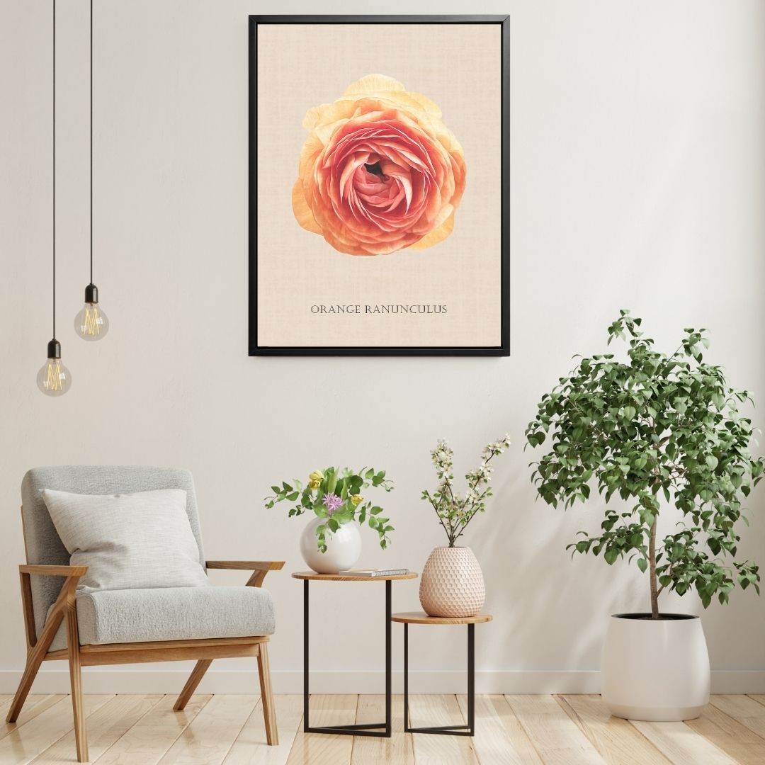 Orange Ranunculus Botanical Fine Art Print by H Potter
