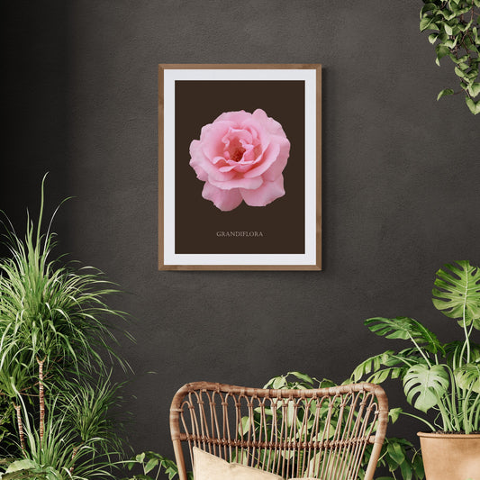 Pink Grandiflora Rose Botanical Fine Art Print by H Potter