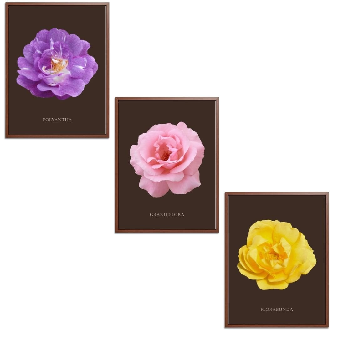 Roses Flowers Set Botanical Fine Art Print by H Potter