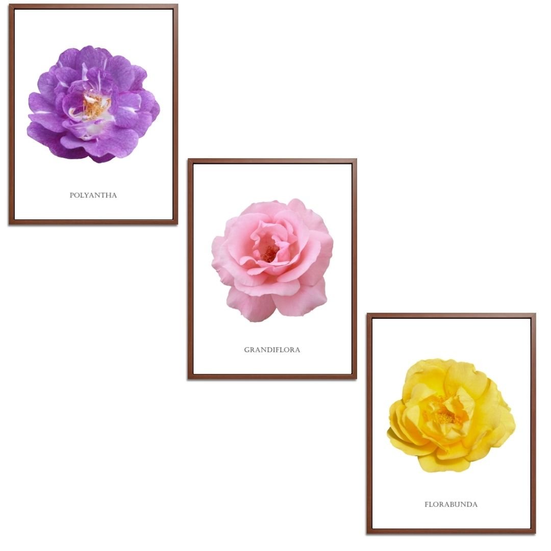 Roses Flowers Set Botanical Fine Art Print by H Potter