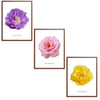 Roses Flowers Set Botanical Fine Art Print by H Potter