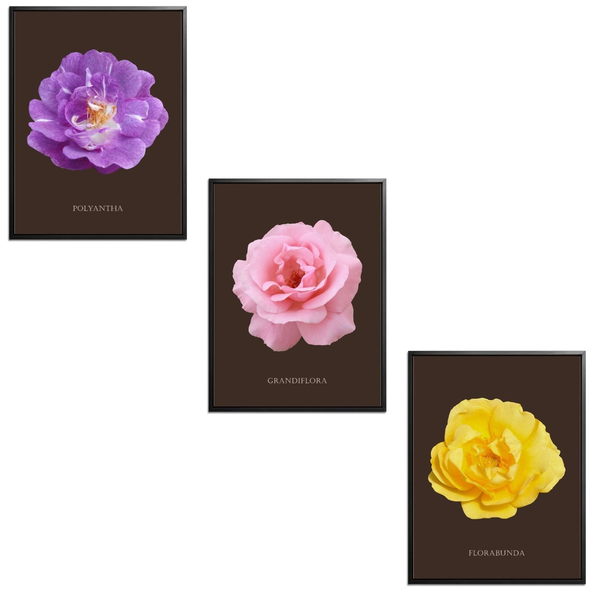 Roses Flowers Set Botanical Fine Art Print by H Potter