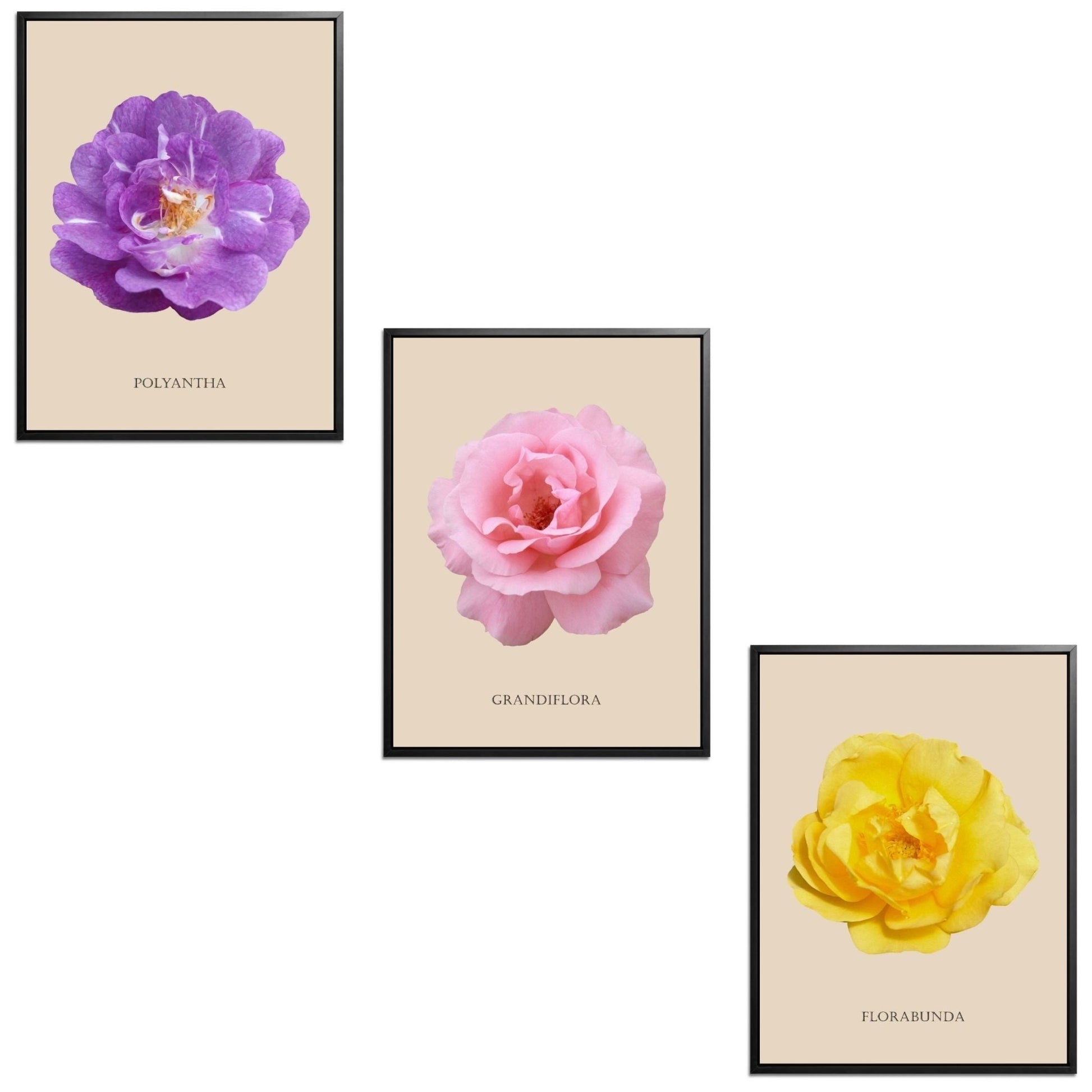 Roses Flowers Set Botanical Fine Art Print by H Potter