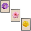 Roses Flowers Set Botanical Fine Art Print by H Potter