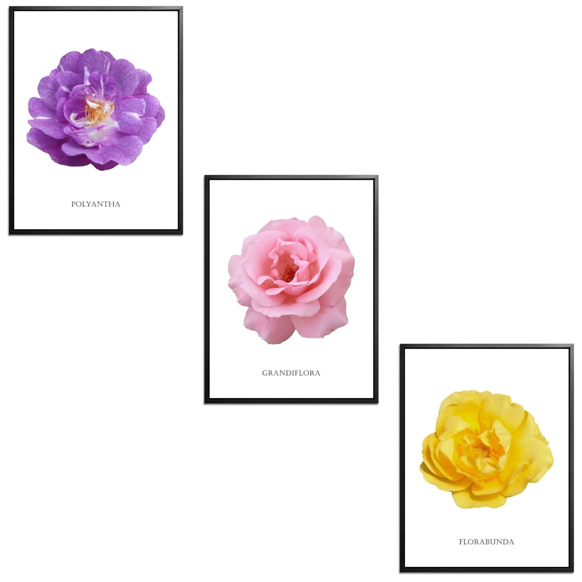Roses Flowers Set Botanical Fine Art Print by H Potter