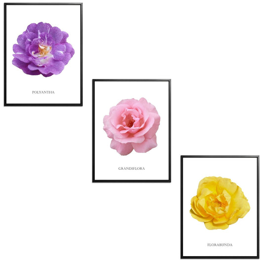 Roses Flowers Set Botanical Fine Art Print by H Potter