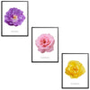 Roses Flowers Set Botanical Fine Art Print by H Potter