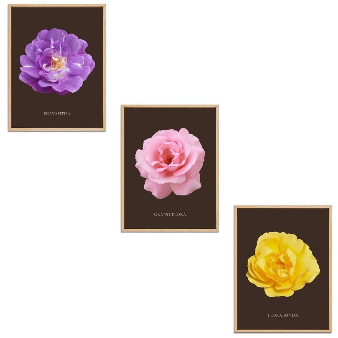 Roses Flowers Set Botanical Fine Art Print by H Potter