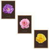 Roses Flowers Set Botanical Fine Art Print by H Potter