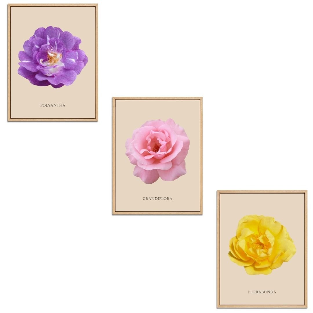 Roses Flowers Set Botanical Fine Art Print by H Potter