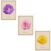 Roses Flowers Set Botanical Fine Art Print by H Potter