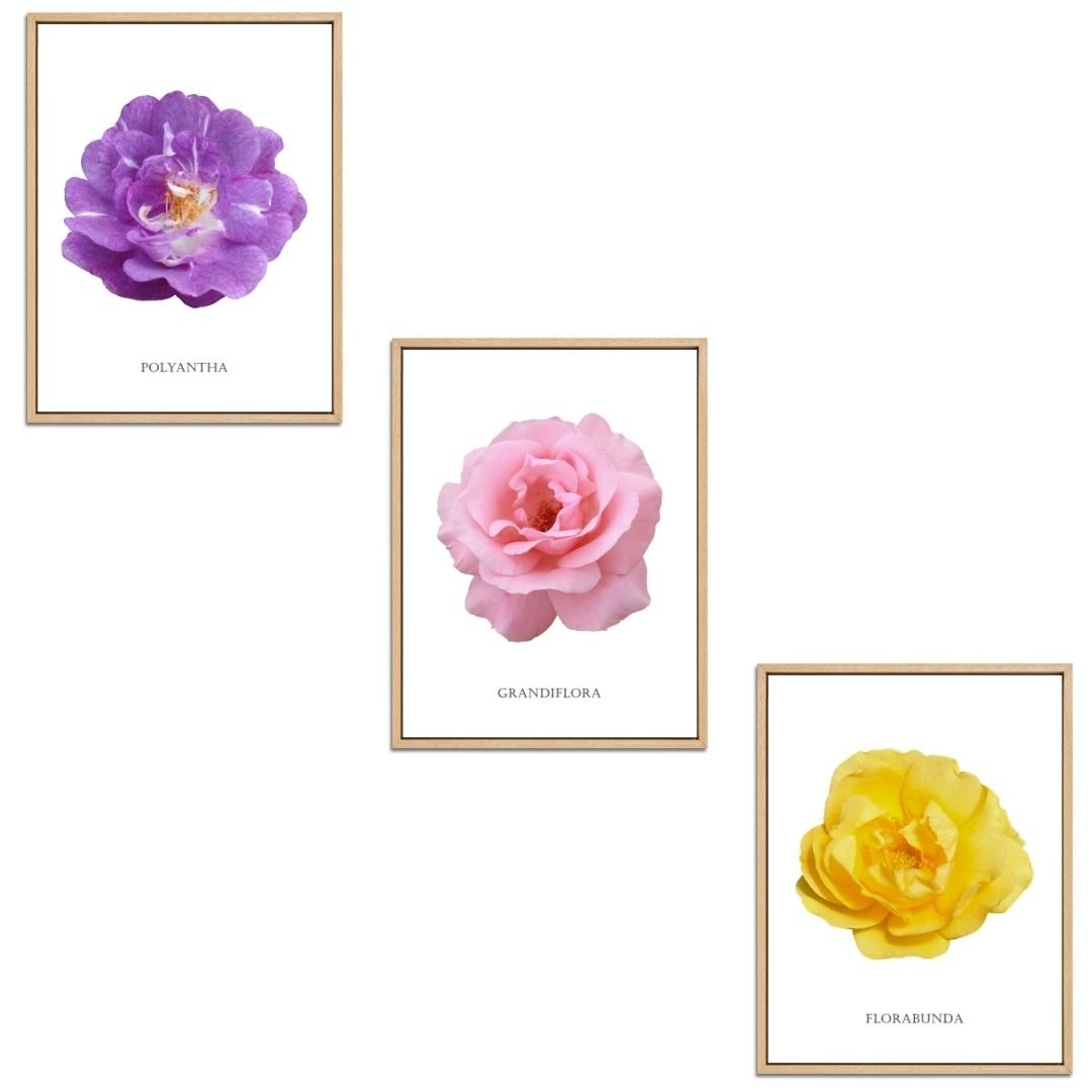 Roses Flowers Set Botanical Fine Art Print by H Potter