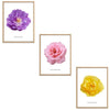 Roses Flowers Set Botanical Fine Art Print by H Potter