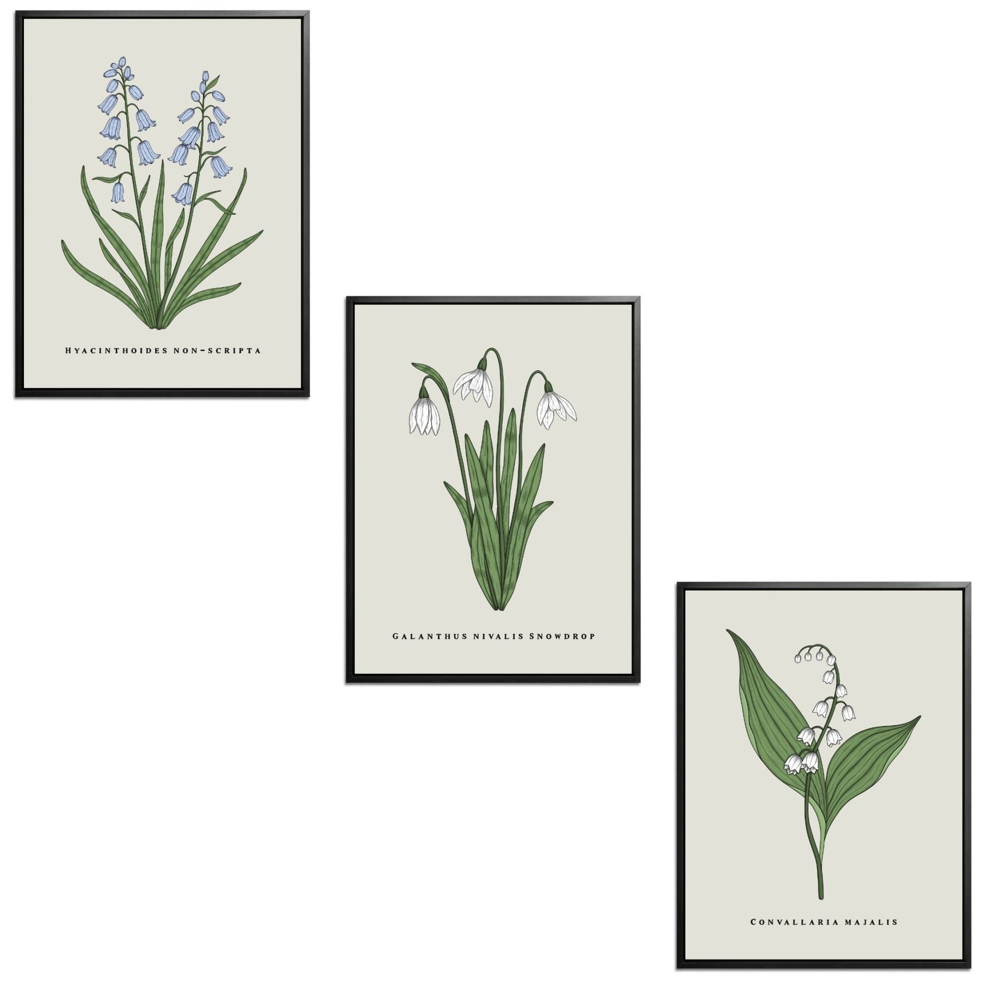 Spring Flowers Set Botanical Fine Art Print by H Potter