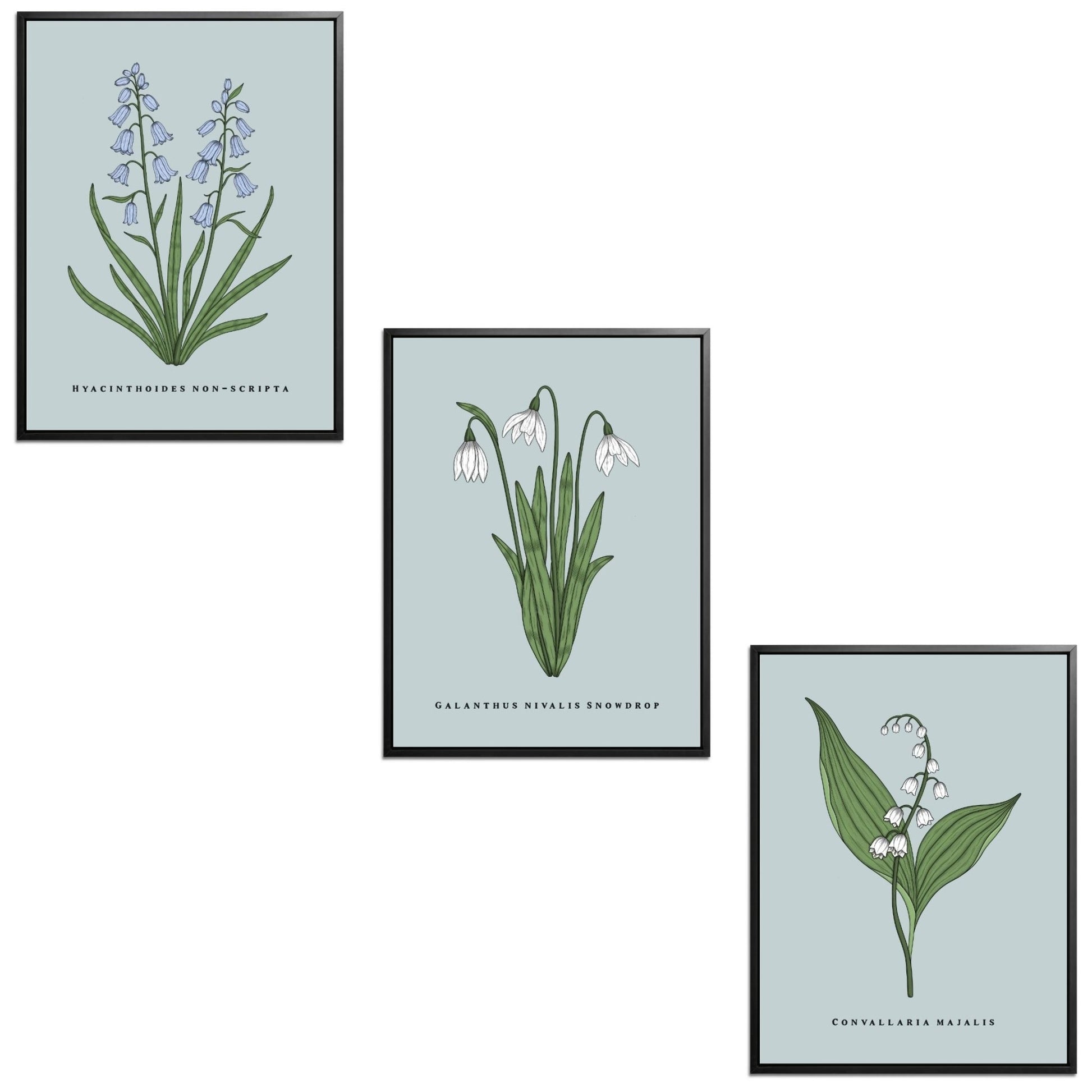 Spring Flowers Set Botanical Fine Art Print by H Potter