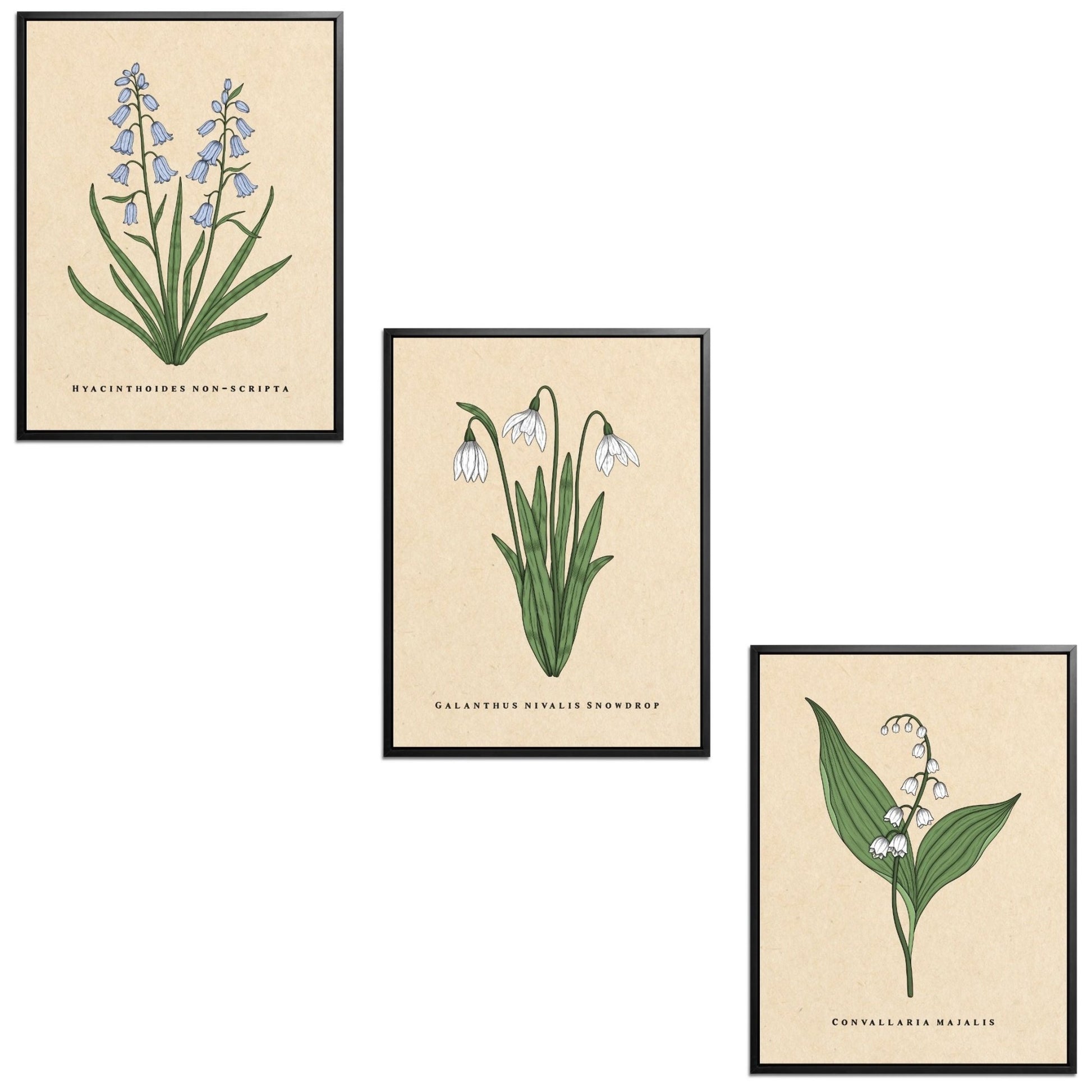 Spring Flowers Set Botanical Fine Art Print by H Potter