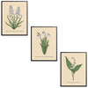 Spring Flowers Set Botanical Fine Art Print by H Potter