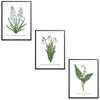Spring Flowers Set Botanical Fine Art Print by H Potter