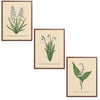 Spring Flowers Set Botanical Fine Art Print by H Potter