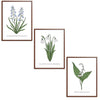 Spring Flowers Set Botanical Fine Art Print by H Potter