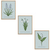 Spring Flowers Set Botanical Fine Art Print by H Potter