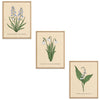 Spring Flowers Set Botanical Fine Art Print by H Potter