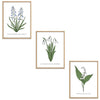Spring Flowers Set Botanical Fine Art Print by H Potter
