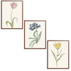 Whimsical Flowers Set Botanical Fine Art Print by H Potter