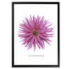 Pink Cactus Botanical Fine Art Print by H Potter