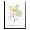 Peony Botanical Fine Art Print by H Potter Yellow