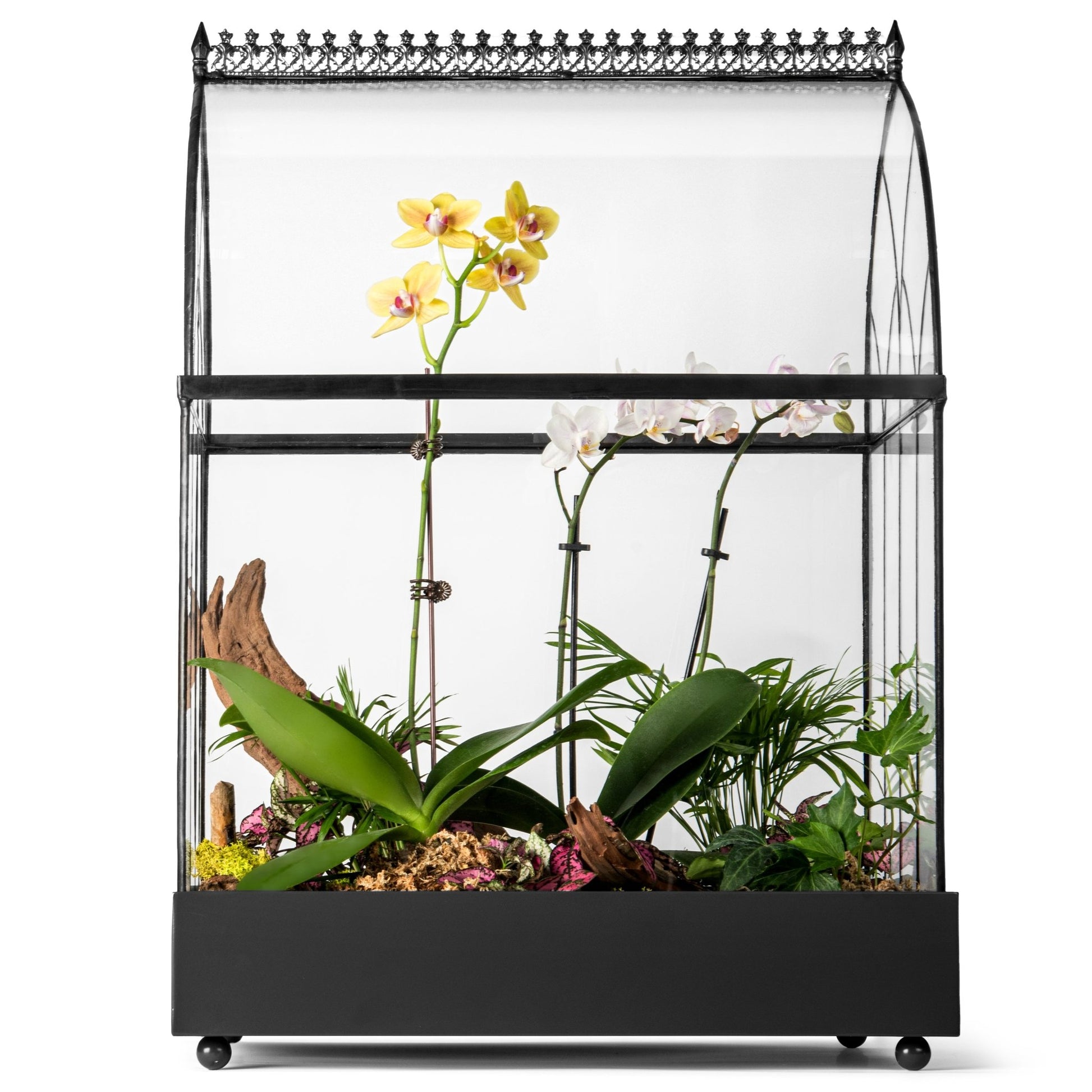  H Potter Glass Terrarium Planter Wardian Case Container with  Green Glass Accent for Succulent Plants Flowers Orchids Foliage and More  WAR143 : Patio, Lawn & Garden