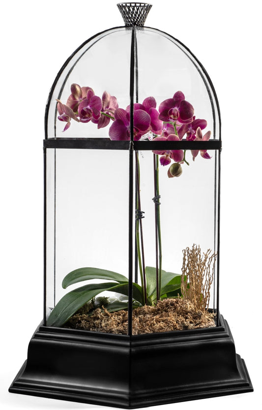 H Potter Terrarium Wardian Case with Curved Glass Large Tall Orchids Indoor Plant Container
