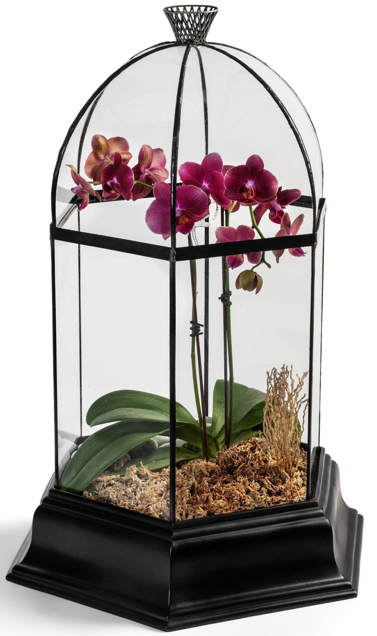 H Potter Six Sided Terrarium Wardian Case with Curved Glass Large