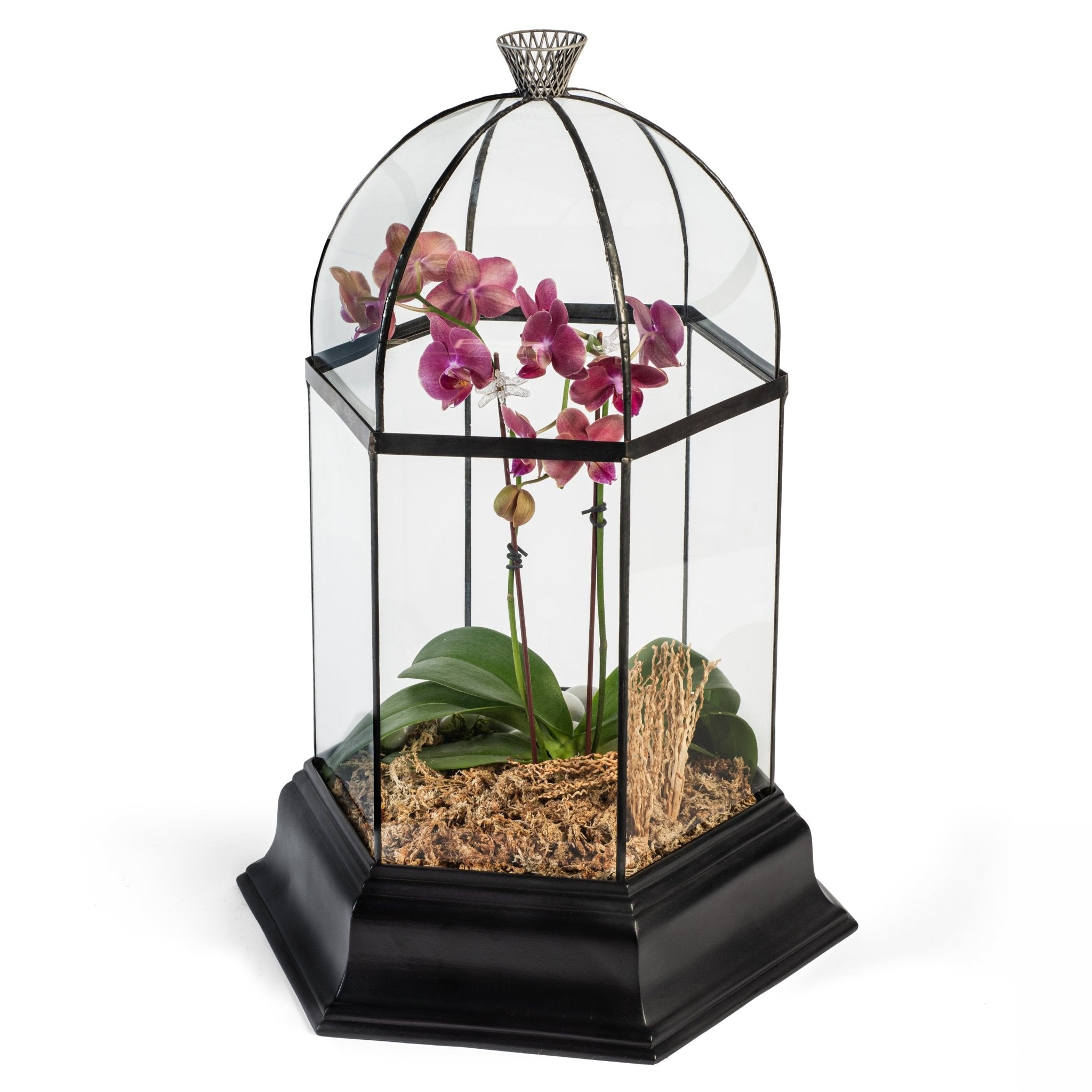 H Potter Six Sided Terrarium Wardian Case with Curved Glass Large